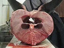 A shark lying belly up and sliced transversely through the middle, showing the body cavity and the spinal column beneath it, surrounded by pink muscle with two obviously darker muscle blocks flanking the spine