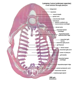 Microscopic cross section through the pharynx of a larva from an unknown lamprey species