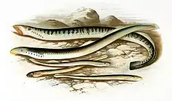 Several species of European lampreys