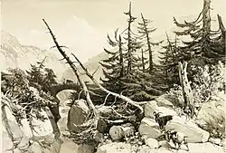 Larch, from The Park and the Forest, James Duffield Harding, 1841