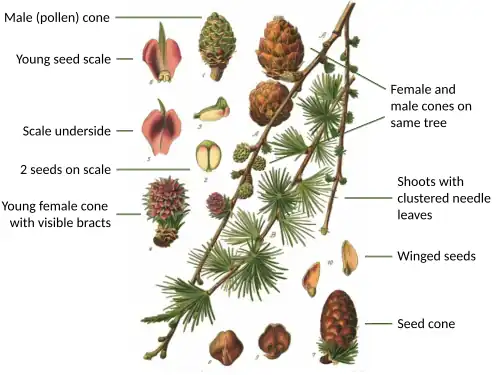 Larch botanical illustration labelled