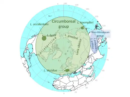Worldwide distribution of genus Larix.[6] Positions are diagrammatic.