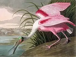 Roseate Spoonbill