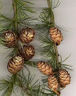 Larix decidua female cones