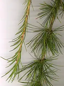 Larch shoots (here Larix decidua) are dimorphic, with long shoots with widely spaced needles, and short shoots with dense clusters of leaves.