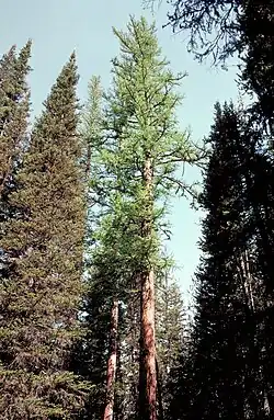 Larix occidentalis can reach 60&nbsp;m (195&nbsp;ft) in height. Oregon