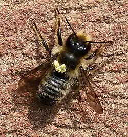 Leafcutter bee (Megachilidae) with orchid pollinia attached