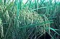 Oryza sativa (spikes in a panicle, "panicle")