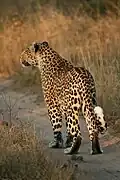 A female leopard showing white spots on the tail