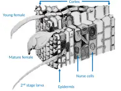 Life stages of the citrus nematode,Tylenchulus semipenetrans