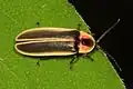 A lightning bug on a leaf
