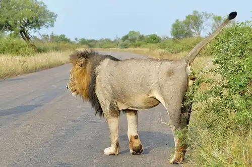 Male lion marking territory