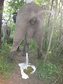 An elephant's bladder can store up to 18 litres of urine.[108]