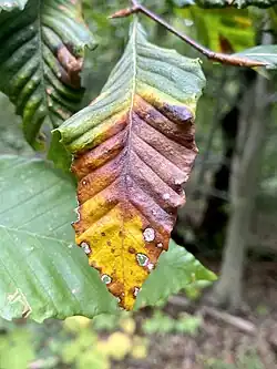 Beech leaf disease, leaf infected by Litylenchus crenatae mccannii