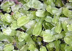 Conocephalum conicum, a large thallose liverwort