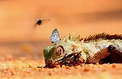 Butterfly puddling on lizard carrion.