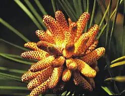 Loblolly pine male cones ready to cast pollen