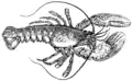 Lobster