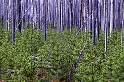 A stand of Pinus contorta regenerating 10 years after a major fire at Yellowstone National Park