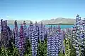 Lupins at Lake Tekapo, New Zealand