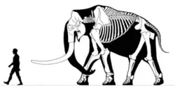 Mammuthus meridionalis bull, around 4 metres (13 ft) tall
