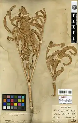 Herbarium sheet with two dissected leaves, Falconer herbarium label, and a label indicating it as the type of Ferula narthex.