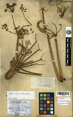 Herbarium sheet dated April 12, 1842, with fragments of a central umbel and lateral umbels in flower, and several determination labels, one identifying the specimen as a syntype.