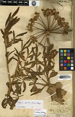 Herbarium sheet dated April 12, 1842, with the top of a leafy stem bearing an umbel in fruit, and several determination labels, one identifying the specimen as a syntype.