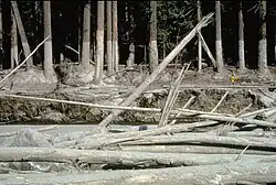 Trees covered in muddy ash