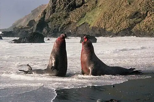 Male southern elephant seals fighting on Macquarie Island for the chance to mate