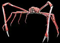 Japanese spider crab, with a leg span of as much as 4&nbsp;m (13&nbsp;ft)