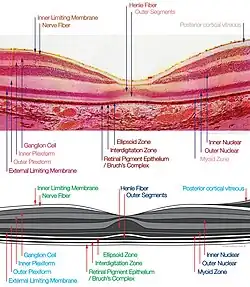 macula histology (OCT)