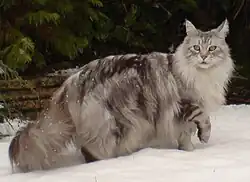 A black silver classic tabby