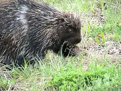 Porcupine eating grasses