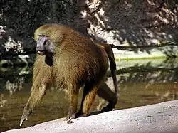 Brown monkey