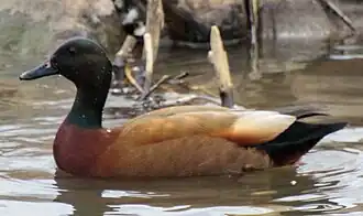 x Tadorna ferruginea