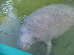 Photo of manatee next to kayak