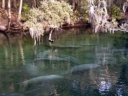 A short run produced by a spring: clear water with several manatees near the surface and trees on the far bank a dozen yards (11&nbsp;m) away