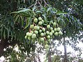 Unripe mangoes in Rincón, Puerto&nbsp;Rico