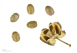Seeds and opened fruit