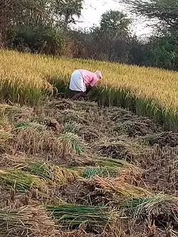 Hand cutting Of paddy