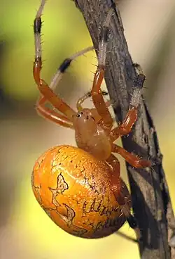Araneus marmoreus
