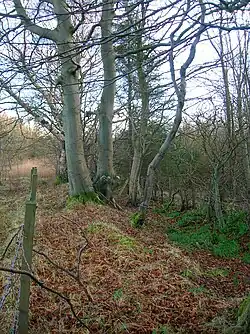 Beech planted on a march dyke (boundary hedge) in Scotland