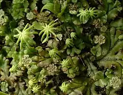 Marchantia polymorpha, with antheridial and archegonial stalks