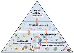 Marine food web mixoplankton paradigm[97]