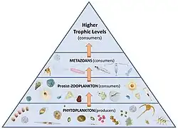 Marine food web traditional paradigm[97]