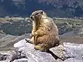 Marmota flaviventris