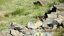 A marmot, found in the wild in Ladakh