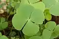 Marsilea - floating leaved