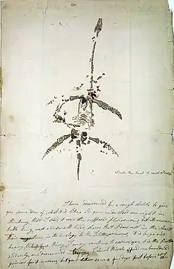 Drawing of partially complete skeleton of creature with long thin neck, small skull, and paddles